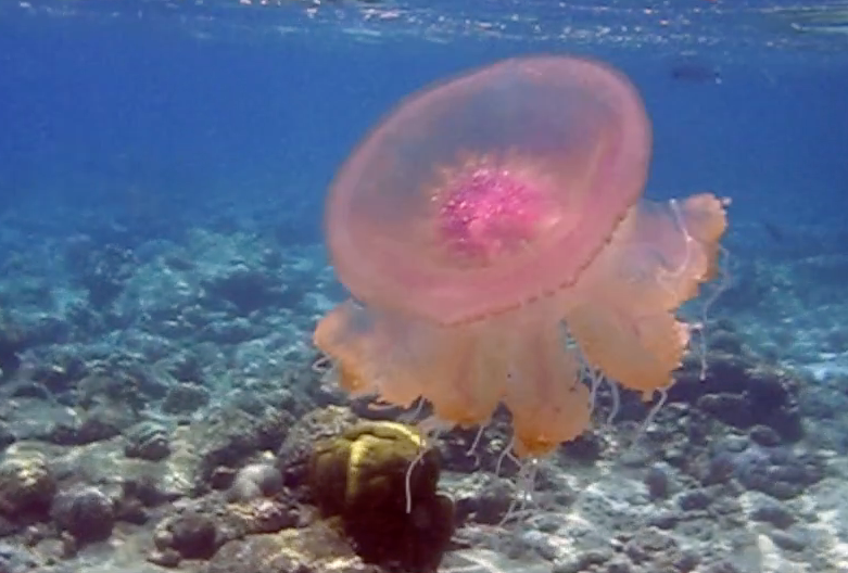 Jelly