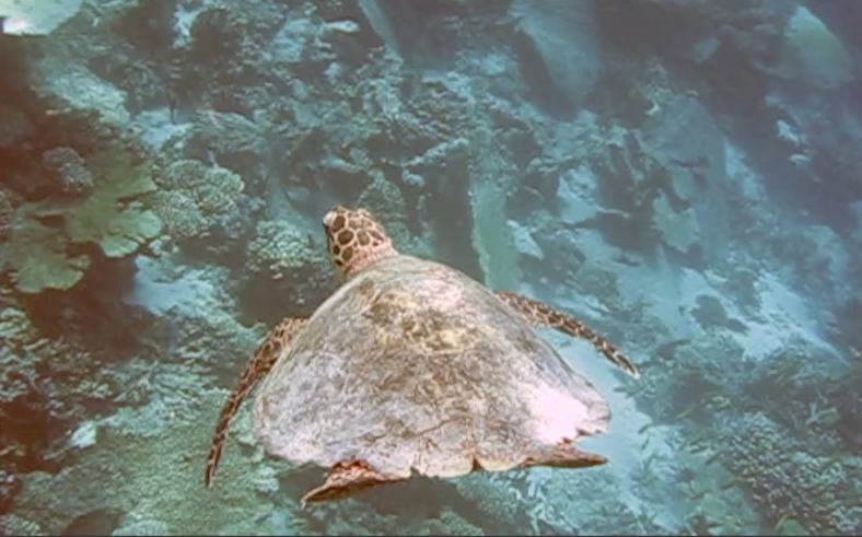 Turtle
